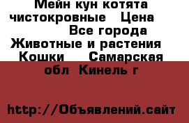 Мейн-кун котята чистокровные › Цена ­ 25 000 - Все города Животные и растения » Кошки   . Самарская обл.,Кинель г.